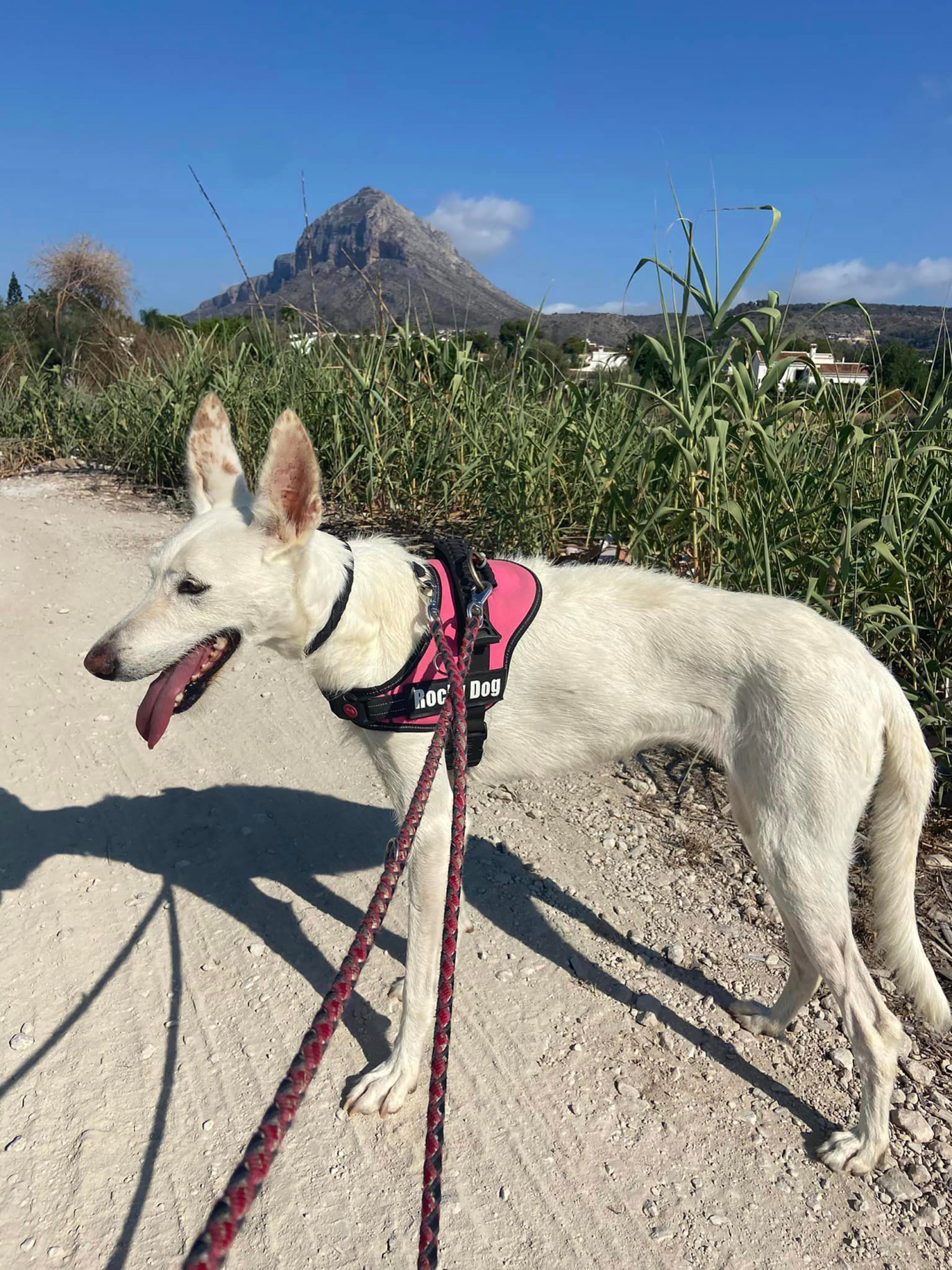 APASA dog walking Jávea