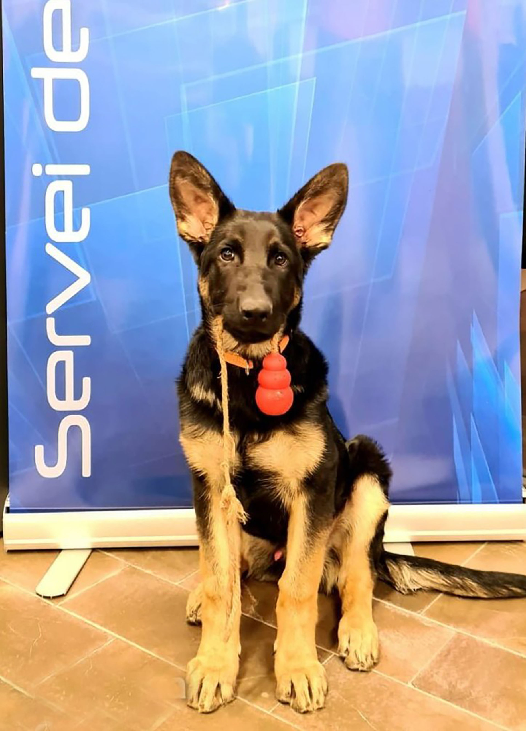 Kosmo Jávea police canine unit